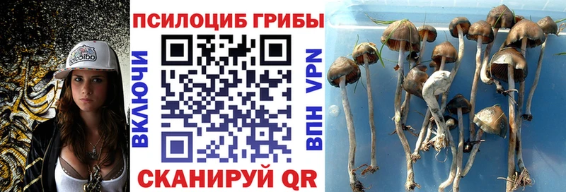 Купить где  Константиновск  Псилоцибиновые грибы мухоморы 